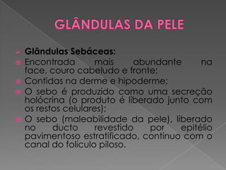  Glândulas Sebáceas:
 Encontrada mais abundante na
face, couro cabeludo e fronte;
 Contidas na derme e hipoderme;
 O sebo é produzido como uma secreção
holócrina (o produto é liberado junto com
os restos celulares);
 O sebo (maleabilidade da pele), liberado
no ducto revestido por epitélio
pavimentoso estratificado, contínuo com o
canal do folículo piloso.
 