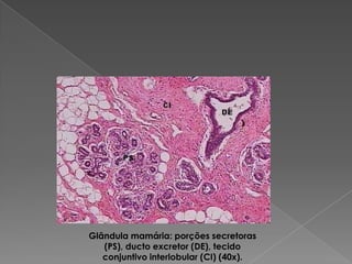 Glândula mamária: porções secretoras
(PS), ducto excretor (DE), tecido
conjuntivo interlobular (CI) (40x).
 