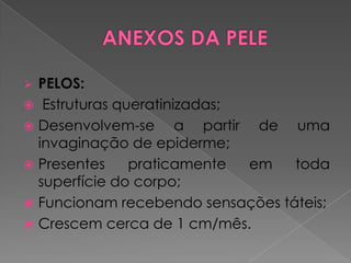  PELOS:
 Estruturas queratinizadas;
 Desenvolvem-se a partir de uma
invaginação de epiderme;
 Presentes praticamente em toda
superfície do corpo;
 Funcionam recebendo sensações táteis;
 Crescem cerca de 1 cm/mês.
 