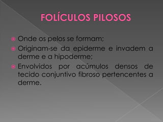  Onde os pelos se formam;
 Originam-se da epiderme e invadem a
derme e a hipoderme;
 Envolvidos por acúmulos densos de
tecido conjuntivo fibroso pertencentes a
derme.
 