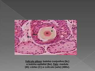 Folículo piloso: bainha conjuntiva (Bc)
e bainha epitelial (Be). Pelo: medula
(M); córtex (C) e cutícula (seta) (400x).
 