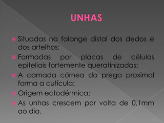  Situadas na falange distal dos dedos e
dos artelhos;
 Formadas por placas de células
epiteliais fortemente queratinizadas;
 A camada córnea da prega proximal
forma a cutícula;
 Origem ectodérmica;
 As unhas crescem por volta de 0,1mm
ao dia.
 