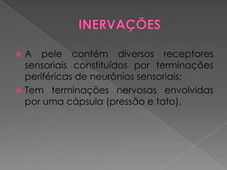  A pele contém diversos receptores
sensoriais constituídos por terminações
periféricas de neurônios sensoriais;
 Tem terminações nervosas envolvidas
por uma cápsula (pressão e tato).
 