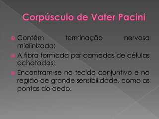  Contém terminação nervosa
mielinizada;
 A fibra formada por camadas de células
achatadas;
 Encontram-se no tecido conjuntivo e na
região de grande sensibilidade, como as
pontas do dedo.
 