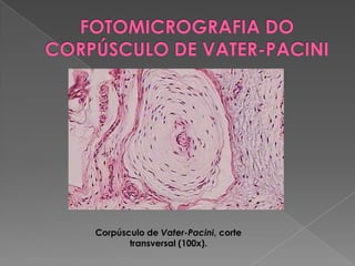 Corpúsculo de Vater-Pacini, corte
transversal (100x).
 
