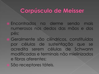  Encontrados na derme sendo mais
numerosos nos dedos das mãos e dos
pés;
 Geralmente são cilíndricos, constituídos
por células de sustentação que se
acredita serem células de Schwann
modificadas e terminais não mielinizados
e fibras aferentes;
 São receptores táteis.
 