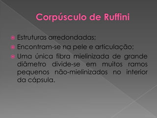  Estruturas arredondadas;
 Encontram-se na pele e articulação;
 Uma única fibra mielinizada de grande
diâmetro divide-se em muitos ramos
pequenos não-mielinizados no interior
da cápsula.
 