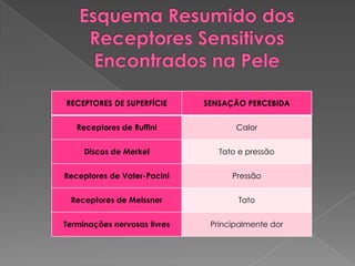 RECEPTORES DE SUPERFÍCIE SENSAÇÃO PERCEBIDA
Receptores de Ruffini Calor
Discos de Merkel Tato e pressão
Receptores de Vater-Pacini Pressão
Receptores de Meissner Tato
Terminações nervosas livres Principalmente dor
 