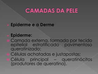  Epiderme e a Derme
 Epiderme:
 Camada externa, formada por tecido
epitelial estratificado pavimentoso
queratinizado;
 Células achatadas e justapostas;
 Célula principal – queratinócitos
(produtores de queratina).
 