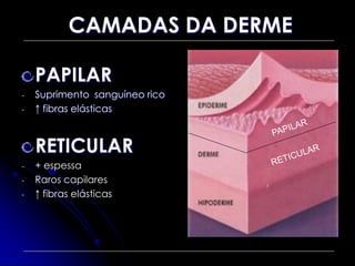CAMADAS DA DERME
PAPILAR
- Suprimento sanguíneo rico
- ↑ fibras elásticas
RETICULAR
- + espessa
- Raros capilares
- ↑ fibras elásticas
 