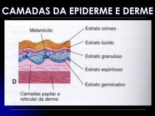 CAMADAS DA EPIDERME E DERME
 
