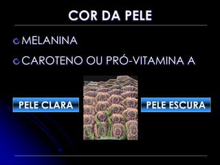 COR DA PELE
MELANINA
CAROTENO OU PRÓ-VITAMINA A
PELE CLARA PELE ESCURA
 