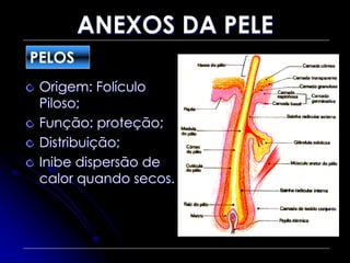 ANEXOS DA PELE
Origem: Folículo
Piloso;
Função: proteção;
Distribuição;
Inibe dispersão de
calor quando secos.
PELOS
 