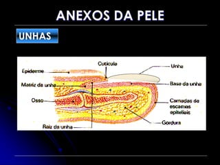 ANEXOS DA PELE
UNHAS
 