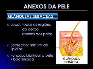 ANEXOS DA PELE
Local: todas as regiões
do corpo
anexas aos pelos
Secreção: mistura de
lipídios
Função: lubrificar a pele
/ bactericida
GLÂNDULAS SEBÁCEAS
 