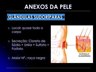 ANEXOS DA PELE
Local: quase todo o
corpo
Secreção: Cloreto de
Sódio + Uréia + Sulfato +
Fosfato
Maior Nº.: raça negra
GLÂNDULAS SUDORÍPARAS
 