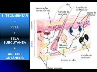 S. TEGUMENTAR
=
PELE
+
TELA
SUBCUTÂNEA
+
ANEXOS
CUTÃNEOS
 