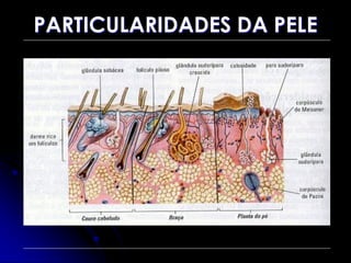 PARTICULARIDADES DA PELE
 