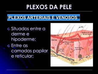 PLEXOS DA PELE
Situados entre a
derme e
hipoderme;
Entre as
camadas papilar
e reticular;
PLEXOS ARTERIAIS E VENOSOS
 