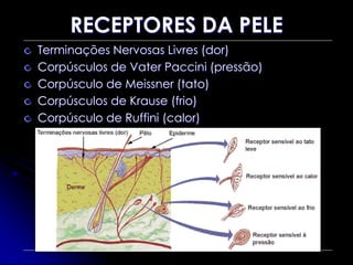 RECEPTORES DA PELE
Terminações Nervosas Livres (dor)
Corpúsculos de Vater Paccini (pressão)
Corpúsculo de Meissner (tato)
Corpúsculos de Krause (frio)
Corpúsculo de Ruffini (calor)
 