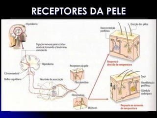RECEPTORES DA PELE
 