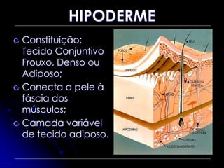 HIPODERME
Constituição:
Tecido Conjuntivo
Frouxo, Denso ou
Adiposo;
Conecta a pele à
fáscia dos
músculos;
Camada variável
de tecido adiposo.
 