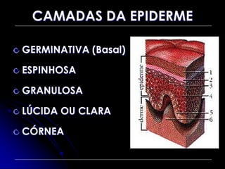 CAMADAS DA EPIDERME
GERMINATIVA (Basal)
ESPINHOSA
GRANULOSA
LÚCIDA OU CLARA
CÓRNEA
 