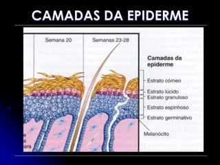 CAMADAS DA EPIDERME
 