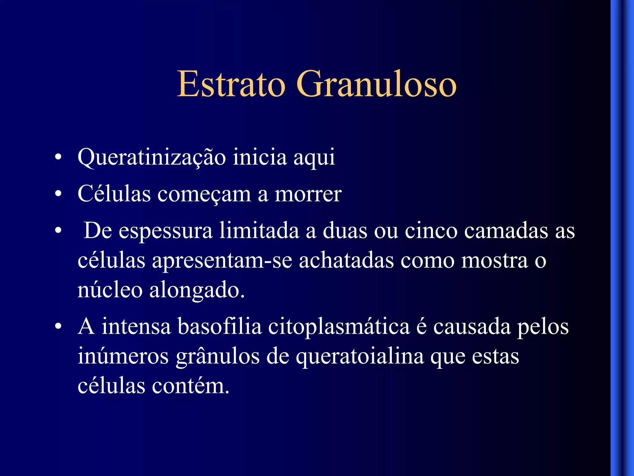 Estrato Granuloso
• Queratinização inicia aqui
• Células começam a morrer
• De espessura limitada a duas ou cinco camadas as
células apresentam-se achatadas como mostra o
núcleo alongado.
• A intensa basofilia citoplasmática é causada pelos
inúmeros grânulos de queratoialina que estas
células contém.
 