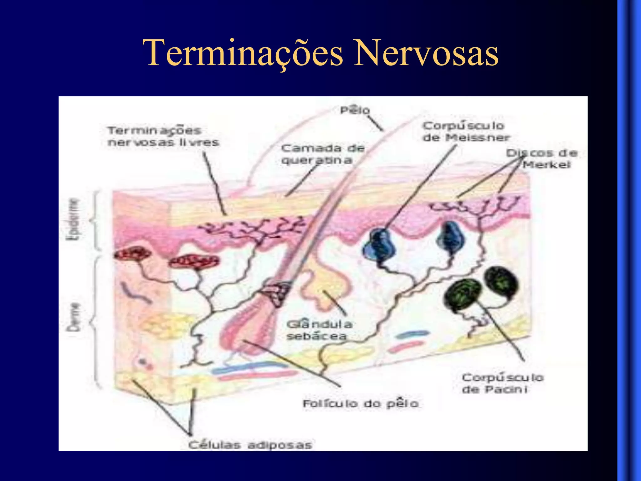 Terminações Nervosas
 