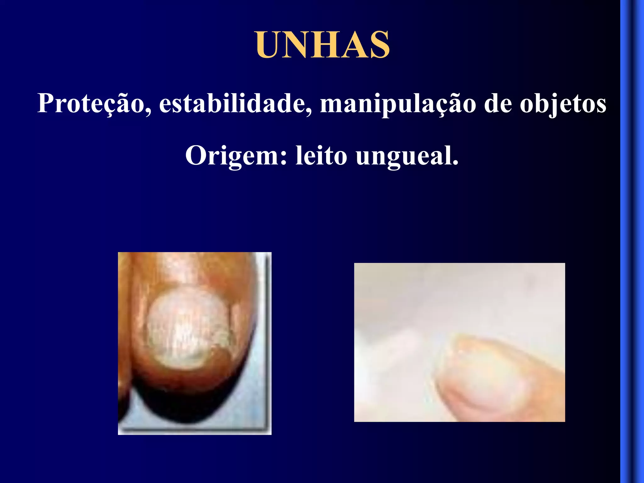 UNHAS
Proteção, estabilidade, manipulação de objetos
Origem: leito ungueal.
 