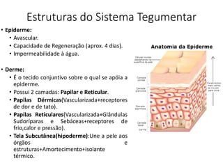 Estruturas do Sistema Tegumentar
• Epiderme:
• Avascular.
• Capacidade de Regeneração (aprox. 4 dias).
• Impermeabilidade à água.
• Derme:
• É o tecido conjuntivo sobre o qual se apóia a
epiderme.
• Possui 2 camadas: Papilar e Reticular.
• Papilas Dérmicas(Vascularizada+receptores
de dor e de tato).
• Papilas Reticulares(Vascularizada+Glândulas
Sudoríparas e Sebáceas+receptores de
frio,calor e pressão).
• Tela Subcutânea(hipoderme):Une a pele aos
órgãos e
estruturas+Amortecimento+isolante
térmico.
 