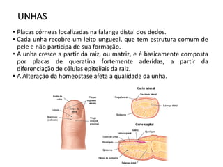 UNHAS
• Placas córneas localizadas na falange distal dos dedos.
• Cada unha recobre um leito ungueal, que tem estrutura comum de
pele e não participa de sua formação.
• A unha cresce a partir da raiz, ou matriz, e é basicamente composta
por placas de queratina fortemente aderidas, a partir da
diferenciação de células epiteliais da raiz.
• A Alteração da homeostase afeta a qualidade da unha.
 