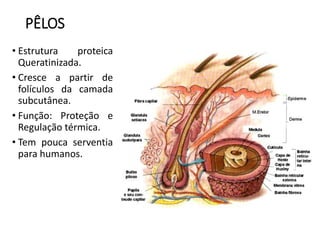 PÊLOS
• Estrutura proteica
Queratinizada.
• Cresce a partir de
folículos da camada
subcutânea.
• Função: Proteção e
Regulação térmica.
• Tem pouca serventia
para humanos.
 