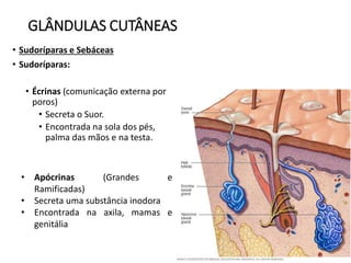 GLÂNDULAS CUTÂNEAS
• Sudoríparas e Sebáceas
• Sudoríparas:
• Écrinas (comunicação externa por
poros)
• Secreta o Suor.
• Encontrada na sola dos pés,
palma das mãos e na testa.
• Apócrinas (Grandes e
Ramificadas)
• Secreta uma substância inodora
• Encontrada na axila, mamas e
genitália
 