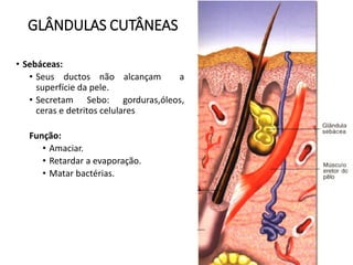 GLÂNDULAS CUTÂNEAS
• Sebáceas:
• Seus ductos não alcançam a
superfície da pele.
• Secretam Sebo: gorduras,óleos,
ceras e detritos celulares
Função:
• Amaciar.
• Retardar a evaporação.
• Matar bactérias.
 