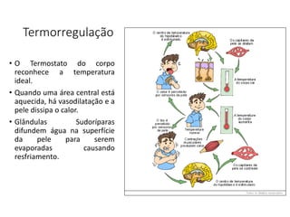 Termorregulação
• O Termostato do corpo
reconhece a temperatura
ideal.
• Quando uma área central está
aquecida, há vasodilatação e a
pele dissipa o calor.
• Glândulas Sudoríparas
difundem água na superfície
da pele para serem
evaporadas causando
resfriamento.
 