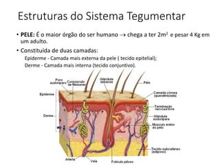 Estruturas do Sistema Tegumentar
• PELE: É o maior órgão do ser humano → chega a ter 2m2 e pesar 4 Kg em
um adulto.
• Constituída de duas camadas:
Epiderme - Camada mais externa da pele ( tecido epitelial);
Derme - Camada mais interna (tecido conjuntivo).
 