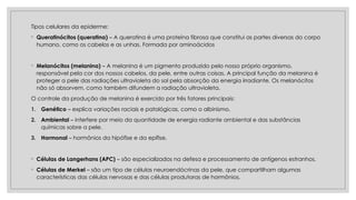 Tipos celulares da epiderme:
◦ Queratinócitos (queratina) – A queratina é uma proteína fibrosa que constitui as partes diversas do corpo
humano, como os cabelos e as unhas. Formada por aminoácidos
◦ Melanócitos (melanina) – A melanina é um pigmento produzido pelo nosso próprio organismo,
responsável pela cor dos nossos cabelos, da pele, entre outras coisas. A principal função da melanina é
proteger a pele das radiações ultravioleta do sol pela absorção da energia irradiante. Os melanócitos
não só absorvem, como também difundem a radiação ultravioleta.
O controle da produção de melanina é exercido por três fatores principais:
1. Genético – explica variações raciais e patológicas, como o albinismo.
2. Ambiental – interfere por meio da quantidade de energia radiante ambiental e das substâncias
químicas sobre a pele.
3. Hormonal – hormônios da hipófise e da epífise.
◦ Células de Langerhans (APC) – são especializados na defesa e processamento de antígenos estranhos.
◦ Células de Merkel – são um tipo de células neuroendócrinas da pele, que compartilham algumas
características das células nervosas e das células produtoras de hormônios.
 