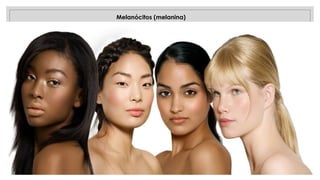 27/09/2025
Melanócitos (melanina)
 