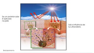 Bronzeamento
Se um protetor solar
é aplicado
na pele
Sob a influência de
luz ultravioleta
 