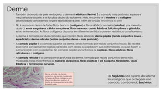 Derme
◦ Também chamada de pele verdadeira, a derme é elástica e flexível. É a camada mais profunda, espessa e
vascularizada da pele, e se localiza abaixo da epiderme. Nela, encontra-se a elastina e o colágeno
(elasticidade) concedendo força e elasticidade à pele. Além de função resistência da pele
◦ Ela é um manto denso de fortes fibras brancas (colágeno) e fibras elásticas amarelas (elastina), por meio das
quais os vasos sanguíneos, células musculares, fibras nervosas, canais linfáticos, folículos pilosos e glândulas,
estão entremeados. As fibras colágenas dispostas em diferentes sentidos conferem resistência ao estiramento.
◦ A derme é formada por duas camadas que contém fibras elásticas: derme papilar (tecido conjuntivo frouxo –
superficial) e derme reticular (tecido conjuntivo denso – mais profunda).
◦ A camada papilar é a camada superior da derme, sendo formada por tecido conjuntivo frouxo. Ela recebe
esse nome por apresentar regiões parecidas com dedos ou papilas em suas extremidades, os quais fazem a
comunicação com a epiderme. Na camada papilar encontramos os capilares, fibras elásticas, fibras
reticulares e o colágeno.
◦ A camada reticular é a camada mais profunda da derme, formada por tecido conjuntivo denso não
modelado. Nela encontramos os capilares sanguíneos, fibras elásticas e de colágeno, fibroblastos, vasos
linfáticos e terminações nervosas.
Derme reticular, de tecido
conjuntivo denso não modelado.
Os feixes de fibras colágenas em
diferentes direções resistem à
tração e consequentemente dão
firmeza à pele.
Os Fagócitos são a parte do sistema
imunológicos que protegem essa
camada, combatendo bactérias.
 