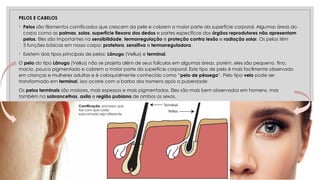 PELOS E CABELOS
◦ Pelos são filamentos cornificados que crescem da pele e cobrem a maior parte da superfície corporal. Algumas áreas do
corpo como as palmas, solas, superfície flexora dos dedos e partes específicas dos órgãos reprodutores não apresentam
pelos. Eles são importantes na sensibilidade, termorregulação e proteção contra lesão e radiação solar. Os pelos têm
3 funções básicas em nosso corpo: protetora, sensitiva e termorreguladora.
◦ Existem dois tipos principais de pelos: Lânugo (Vellus) e terminal.
O pelo do tipo Lânugo (Vellus) não se projeta além de seus folículos em algumas áreas, porém, eles são pequeno, fino,
macio, pouco pigmentado e cobrem a maior parte da superfície corporal. Este tipo de pelo é mais facilmente observado
em crianças e mulheres adultas e é coloquialmente conhecido como “pelo de pêssego”. Pelo tipo velo pode ser
transformado em terminal, isso ocorre com a barba dos homens após a puberdade
Os pelos terminais são maiores, mais espessos e mais pigmentados. Eles são mais bem observados em homens, mas
também na sobrancelhas, axila e região pubiana de ambos os sexos.
Cornificação: processo que
faz com que cada
subcamada seja diferente.
 