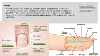 Unhas
◦ As unhas são estruturas homólogas ao estrato córneo da epiderme e contêm uma
variedade de minerais, como o cálcio. Elas são formadas por escamas compactas de
queratina. A disposição e a organização das escamas são responsáveis pela rigidez da
unha. A unha consiste em: placa ungueal, pregas ungueais, matriz ungueal, leito ungueal e
hiponíquio.
Estruturas homólogas são
estruturas de diferentes
organismos que apresentam
semelhança entre si, sendo essa
semelhança causada por um
ancestral em comum.
 