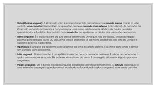 ◦ Unha (lâmina ungueal): A lâmina da unha é composta por três camadas: uma camada interna macia (a unha
ventral), uma camada intermediária de queratina dura e a camada mais externa (unha dorsal). As camadas da
lâmina da unha são achatadas e compostas por uma massa relativamente elástica de células paralelas
queratinizadas e fundidas. Ao contrário dos corneócitos da epiderme, as células das unhas não descamam.
◦ Matriz ungueal: É a região a partir da qual cresce a lâmina da unha que, não por acaso, cresce da região
proximal para a região distal. Ou seja, unha cresce afastando-se da matriz, deslizando pelo leito da unha e se
separa o dedo na região distal.
◦ Hiponíquio: É a região da epiderme onde a lâmina da unha de afasta do leito. É a última parte onde a lâmina
tem contato com a epiderme.
◦ Leito ungueal : O leito da unha é um epitélio fino e com poucas camadas celulares. É a base do dedo sobre a
qual a unha cresce e se apoia. Ele pode ser visto através da unha. É uma região altamente irrigada por vasos
sanguíneos.
◦ Pregas ungueais: são a borda da placa ungueal, localizadas lateral e proximalmente. A cutícula (eponíquio) é
uma extensão da prega ungueal proximal, localizada na face dorsal da placa ungueal, sobre a raiz da unha.
 
