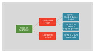 Tipos de
Glândulas
Sudoríparas
(suor)
Écrina
(corpo quase
todo)
Apócrina
(Axilas e
Região genital)
Sebáceas
(sebo)
Rosto e Couro
cabeludo
 