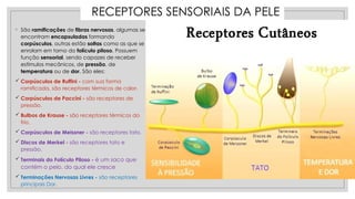 ◦ São ramificações de fibras nervosas, algumas se
encontram encapsuladas formando
corpúsculos, outras estão soltas como as que se
enrolam em torno do folículo piloso. Possuem
função sensorial, sendo capazes de receber
estímulos mecânicos, de pressão, de
temperatura ou de dor. São eles:
 Corpúsculos de Ruffini - com sua forma
ramificada, são receptores térmicos de calor.
 Corpúsculos de Paccini - são receptores de
pressão.
 Bulbos de Krause - são receptores térmicos do
frio.
 Corpúsculos de Meissner - são receptores tato.
 Discos de Merkel - são receptores tato e
pressão.
 Terminais do Folículo Piloso - é um saco que
contém o pelo, do qual ele cresce
 Terminações Nervosas Livres - são receptores
principais Dor.
RECEPTORES SENSORIAIS DA PELE
 