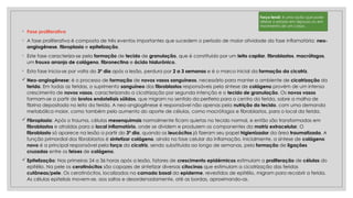 ◦ Fase proliferativa
◦ A fase proliferativa é composta de três eventos importantes que sucedem o período de maior atividade da fase inflamatória: neo-
angiogênese, fibroplasia e epitelização.
◦ Este fase caracteriza-se pela formação de tecido de granulação, que é constituído por um leito capilar, fibroblastos, macrófagos,
um frouxo arranjo de colágeno, fibronectina e ácido hialurônico.
◦ Esta fase inicia-se por volta do 3º dia após a lesão, perdura por 2 a 3 semanas e é o marco inicial da formação da cicatriz.
 Neo-angiogênese: é o processo de formação de novos vasos sanguíneos, necessário para manter o ambiente de cicatrização da
ferida. Em todas as feridas, o suprimento sanguíneo dos fibroblastos responsáveis pela síntese de colágeno provém de um intenso
crescimento de novos vasos, caracterizando a cicatrização por segunda intenção e o tecido de granulação. Os novos vasos
formam-se a partir de brotos endoteliais sólidos, que migram no sentido da periferia para o centro da ferida, sobre a malha de
fibrina depositada no leito da ferida. A neo-angiogênese é responsável não apenas pela nutrição do tecido, com uma demanda
metabólica maior, como também pelo aumento do aporte de células, como macrófagos e fibroblastos, para o local da ferida.
 Fibroplasia: Após o trauma, células mesenquimais normalmente ficam quietas no tecido normal, e então são transformadas em
fibroblastos e atraídas para o local inflamatório, onde se dividem e produzem os componentes da matriz extracelular. O
fibroblasto só aparece na lesão a partir do 3º dia, quando os leucócitos já fizeram seu papel higienizador da área traumatizada. A
função primordial dos fibroblastos é sintetizar colágeno, ainda na fase celular da inflamação. Inicialmente, a síntese de colágeno
novo é a principal responsável pela força da cicatriz, sendo substituída ao longo de semanas, pela formação de ligações
cruzadas entre os feixes de colágeno.
 Epitelização: Nas primeiras 24 a 36 horas após a lesão, fatores de crescimento epidérmicos estimulam a proliferação de células do
epitélio. Na pele os ceratinócitos são capazes de sintetizar diversas citocinas que estimulam a cicatrização das feridas
cutâneas/pele. Os ceratinócitos, localizados na camada basal da epiderme, revestidos de epitélio, migram para recobrir a ferida.
As células epiteliais movem-se, aos saltos e desordenadamente, até as bordas, aproximando-as.
Força tensil: é uma ação que pode
alterar o estado em repouso ou em
movimento de um corpo.
 