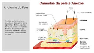 ◦ A pele é anatomicamente
organizada da seguinte forma:
epiderme e derme. Algumas
literaturas, como a Sociedade
Brasileira de Dermatologia,
incluem a hipoderme (tecido
subcutâneo) como camada
da pele.
Anatomia da Pele
 