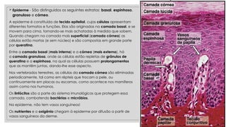  Epiderme - São distinguidos os seguintes estratos: basal, espinhoso,
granuloso e córneo.
A epiderme é constituída de tecido epitelial, cujas células apresentam
diferentes formatos e funções. Elas são originadas na camada basal, e se
movem para cima, tornando-se mais achatadas à medida que sobem.
Quando chegam na camada mais superficial (camada córnea) as
células estão mortas (e sem núcleo) e são compostas em grande parte
por queratina.
Entre a camada basal (mais interna) e a córnea (mais externa), há
a camada granulosa, onde as células estão repletas de grânulos de
queratina e a espinhosa, na qual as células possuem prolongamentos
que as mantêm juntas, dando-lhe esse aspecto.
Nos vertebrados terrestres, as células da camada córnea são eliminadas
periodicamente, tal como em répteis que trocam a pele, ou
continuamente em placas ou escamas, como acontece nos mamíferos
assim como nos humanos.
Os linfócitos são a parte do sistema imunológicos que protegem essa
camada, combatendo bactérias e micróbios.
Na epiderme, não tem vasos sanguíneos!
Os nutrientes e o oxigênio chegam à epiderme por difusão a partir de
vasos sanguíneos da derme.
 